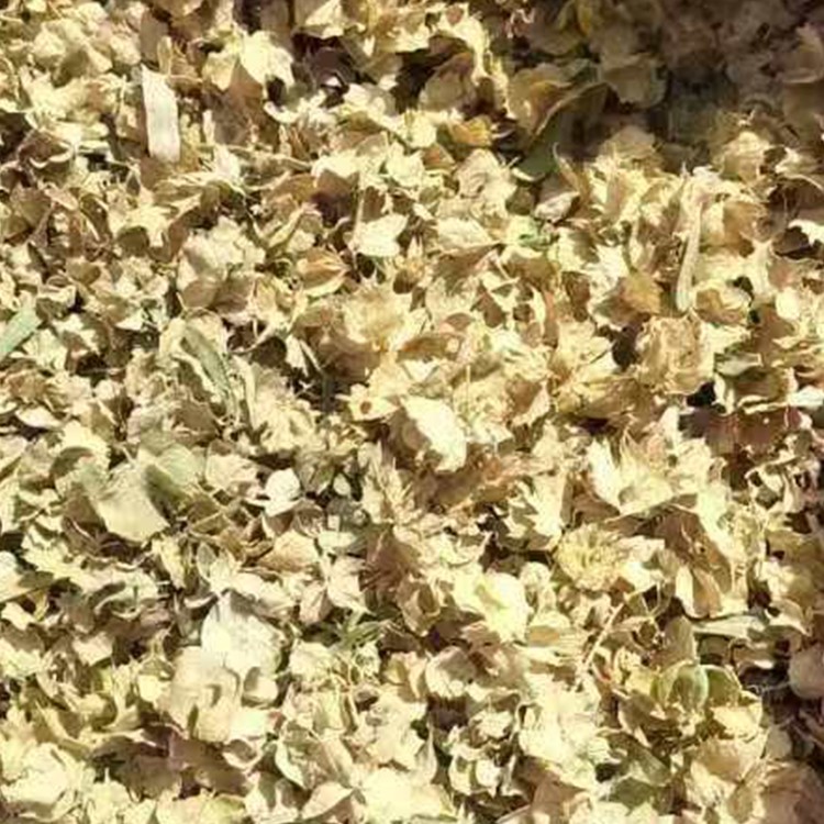 四翅滨藜种子 厂家直销 全国发货 思涵苗木