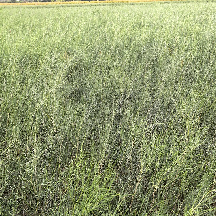 沙柳 厂家直销 全国发货 思涵苗木