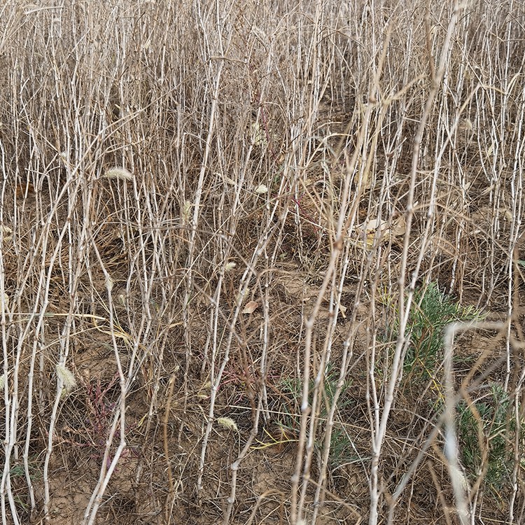 沙拐枣 厂家直销 全国发货 思涵苗木