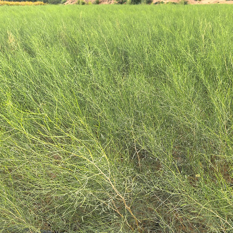 沙柳 厂家直销 全国发货 思涵苗木