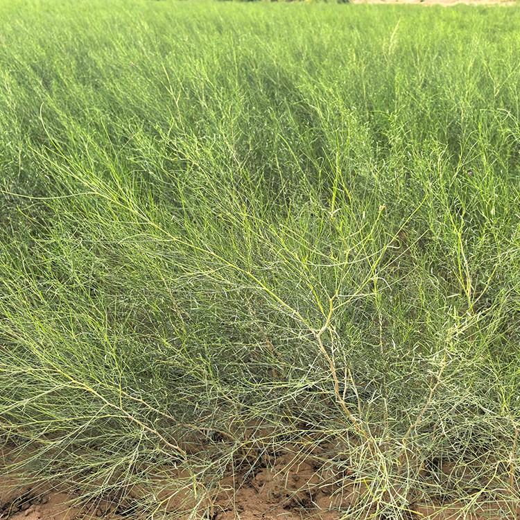 沙柳 厂家直销 全国发货 思涵苗木