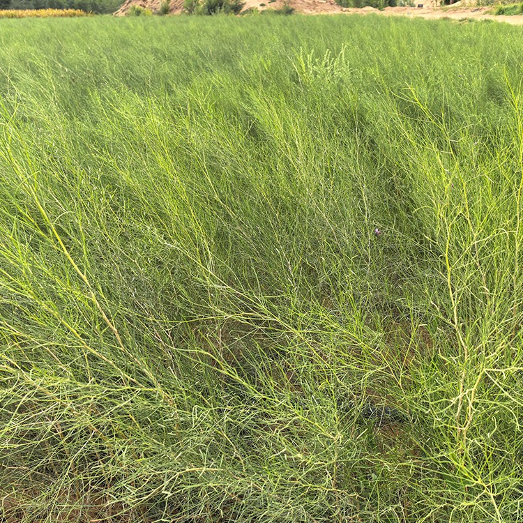 沙柳 厂家直销 全国发货 思涵苗木