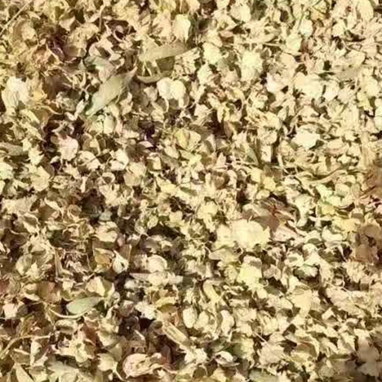 四翅滨藜种子 厂家直销 全国发货 思涵苗木