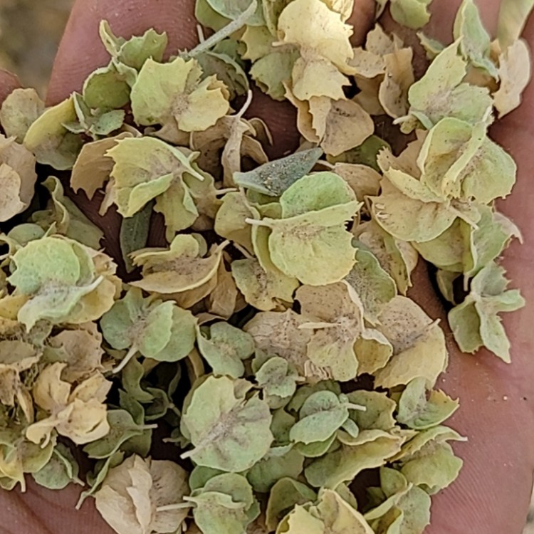 四翅滨藜种子 厂家直销 全国发货 思涵苗木