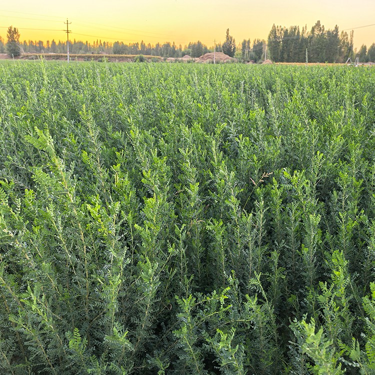 柠条 厂家直销 全国发货 思涵苗木