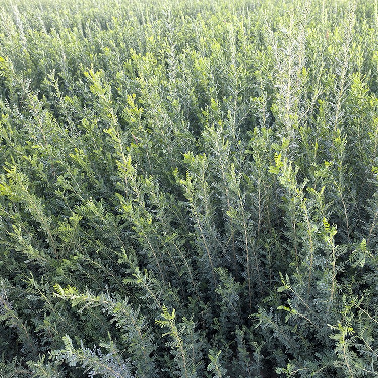 柠条 厂家直销 全国发货 思涵苗木