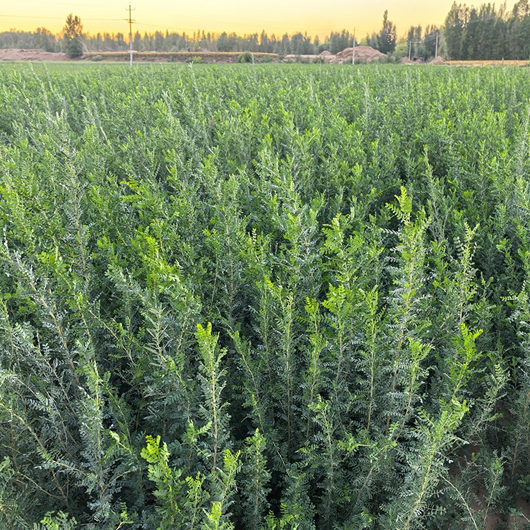 柠条 厂家直销 全国发货 思涵苗木