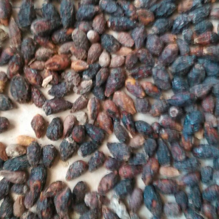 花棒种子 厂家直销 思涵苗木