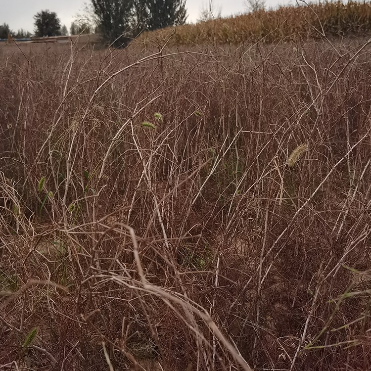 沙拐枣 厂家直销 全国发货 思涵苗木