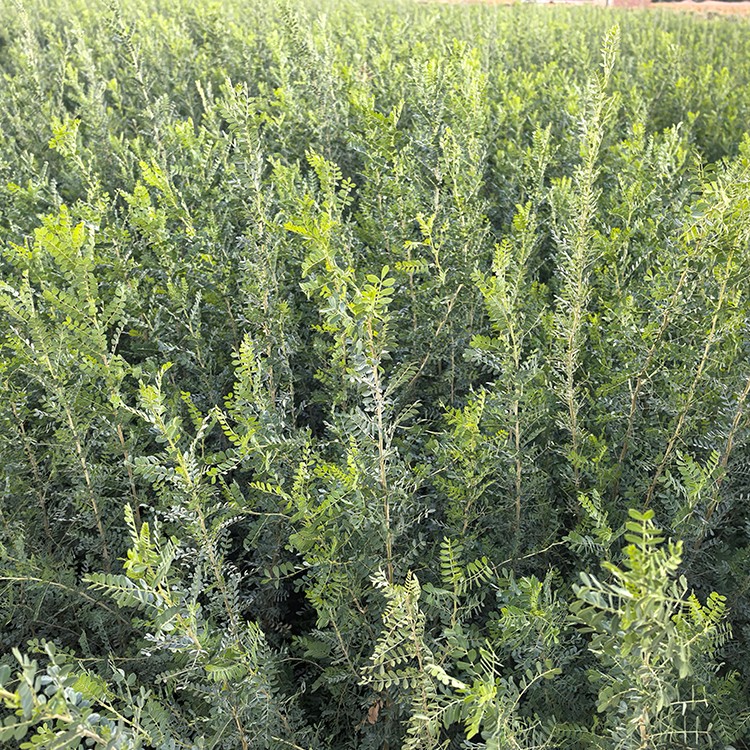 柠条 厂家直销 全国发货 思涵苗木