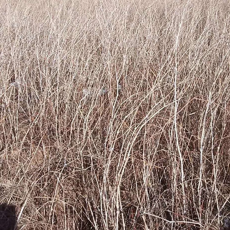 沙拐枣 厂家直销 全国发货 思涵苗木