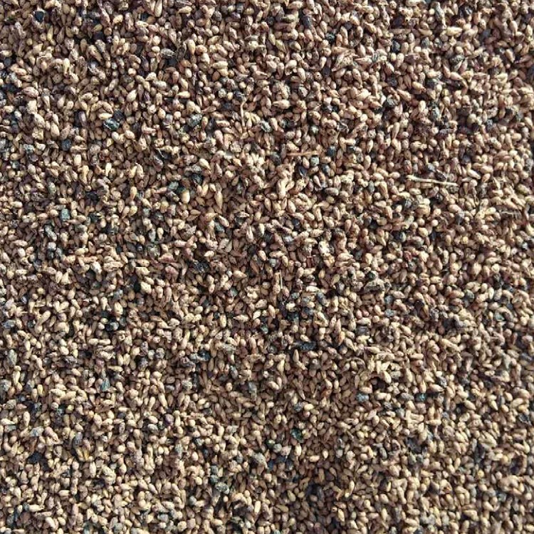 白刺种子厂家直销 思涵苗木