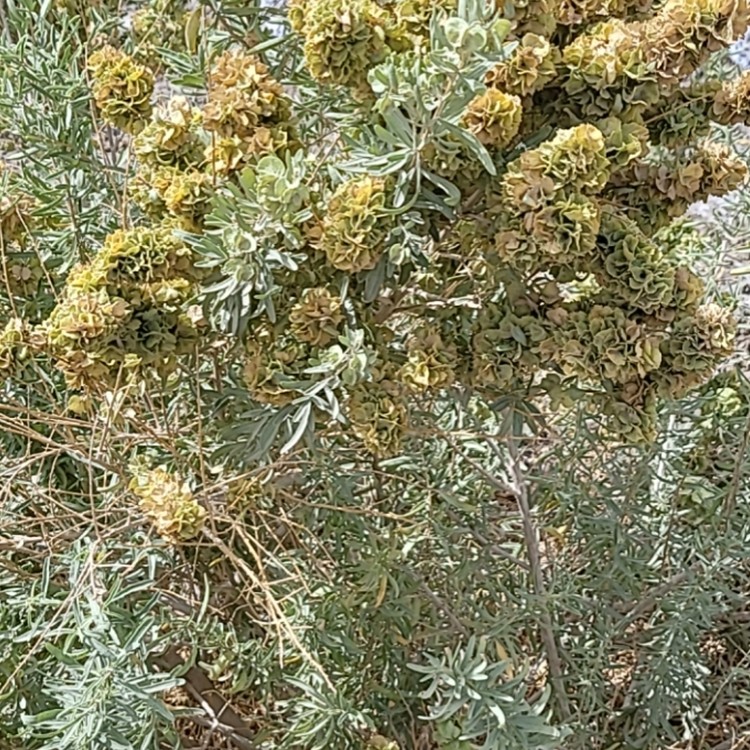 四翅滨藜种子 厂家直销 全国发货 思涵苗木