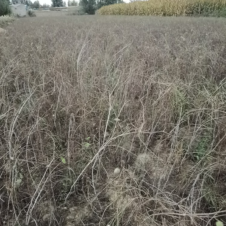 沙拐枣 厂家直销 全国发货 思涵苗木