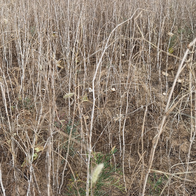 沙拐枣 厂家直销 全国发货 思涵苗木