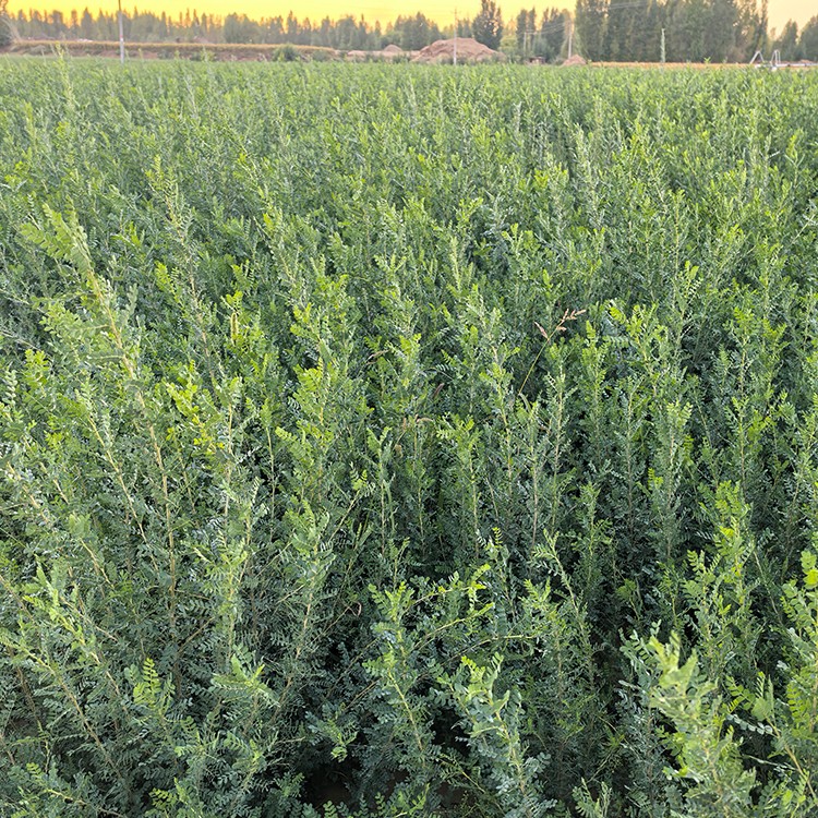 柠条 厂家直销 全国发货 思涵苗木