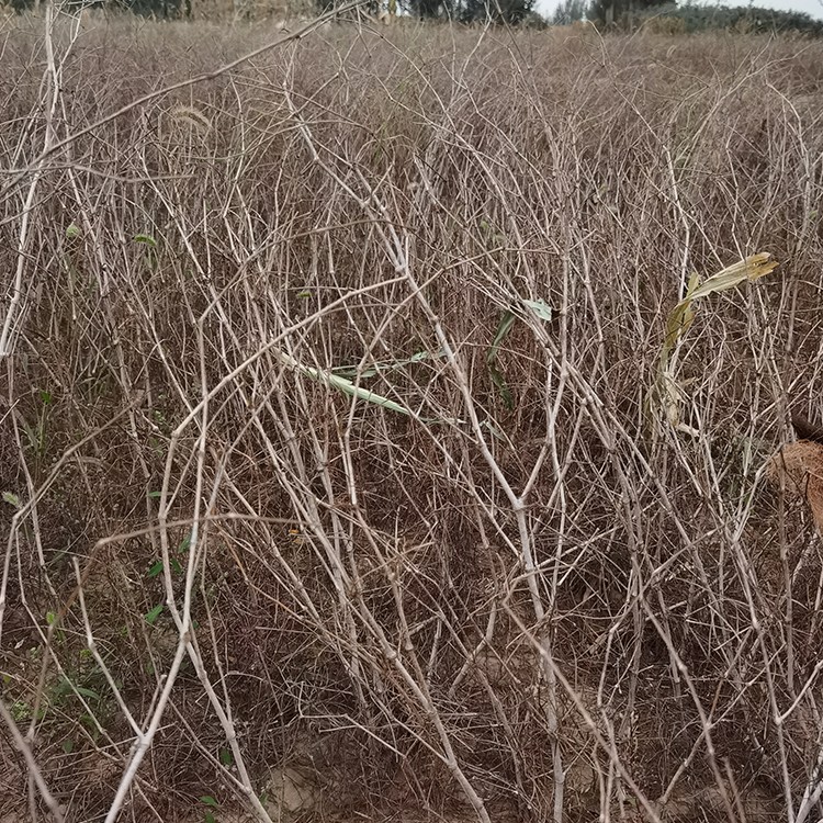 沙拐枣 厂家直销 全国发货 思涵苗木
