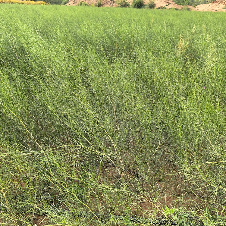 沙柳 厂家直销 全国发货 思涵苗木