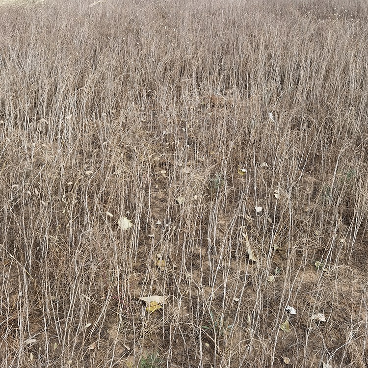 沙拐枣 厂家直销 全国发货 思涵苗木