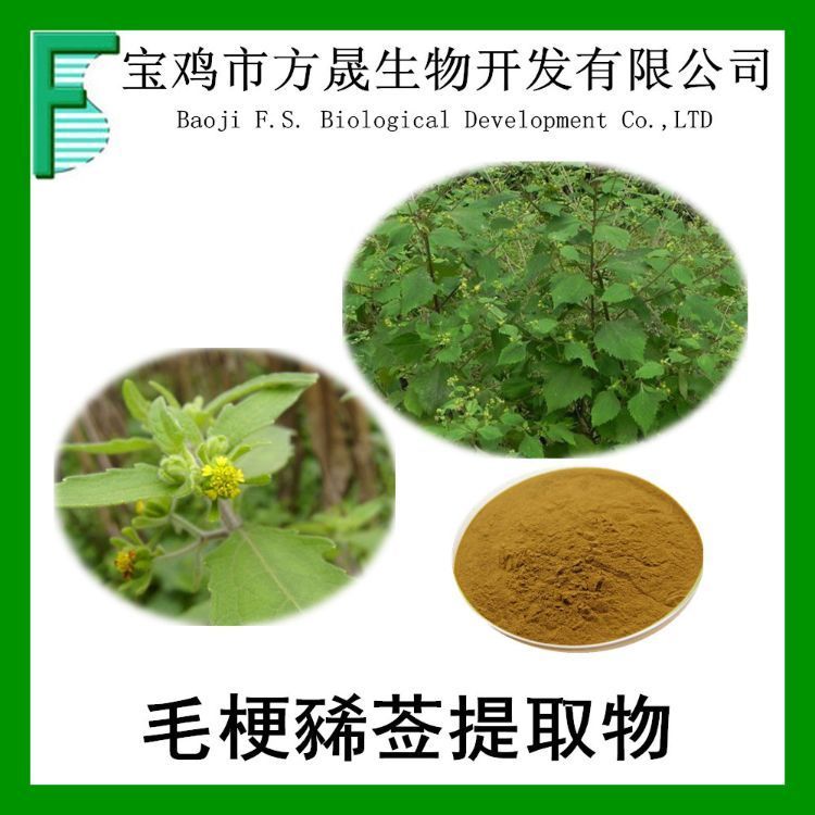 毛梗豨莶/豨莶草提取物10-1 腺梗豨莶提取物 可商检