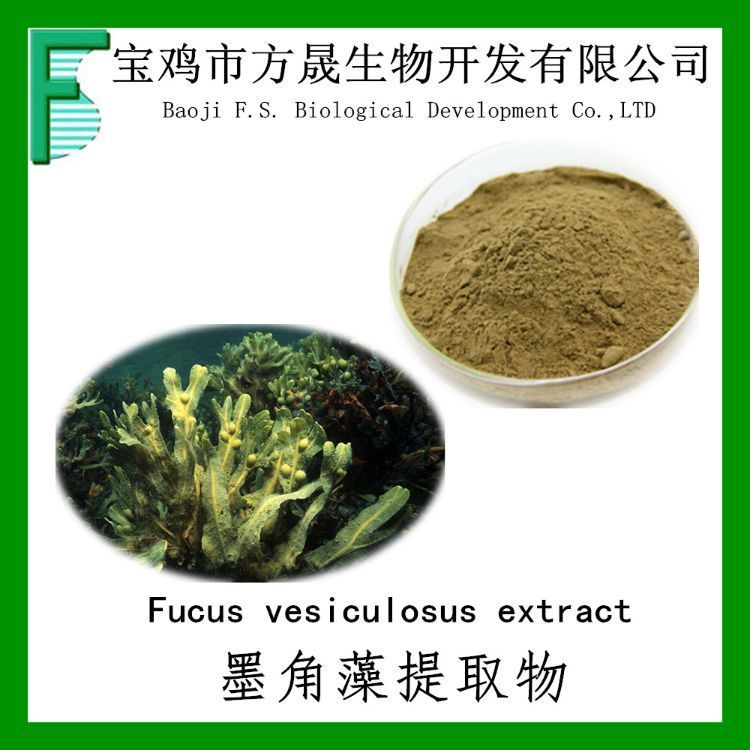墨角藻提取物10:1 褐藻提取物 海藻/墨角藻多糖 岩藻黄质