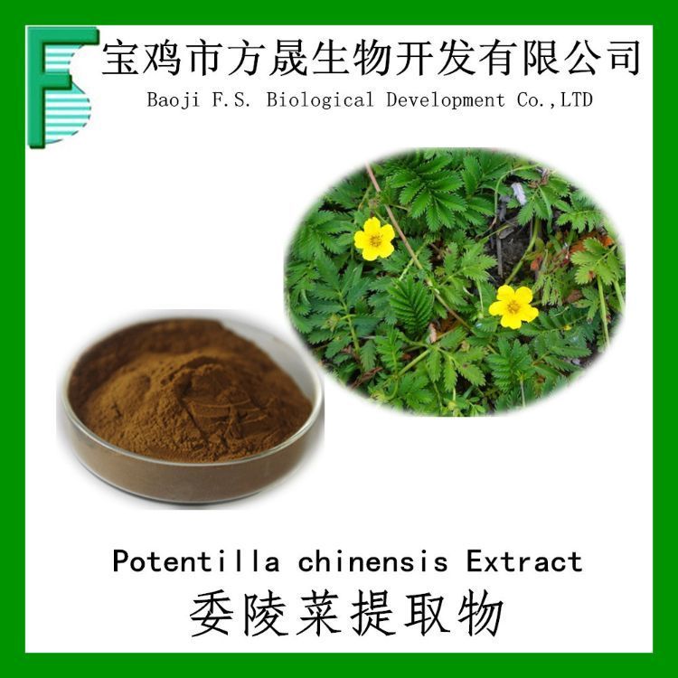 委陵菜提取物 10:1委陵菜提取粉 翻白草提取物 可商检