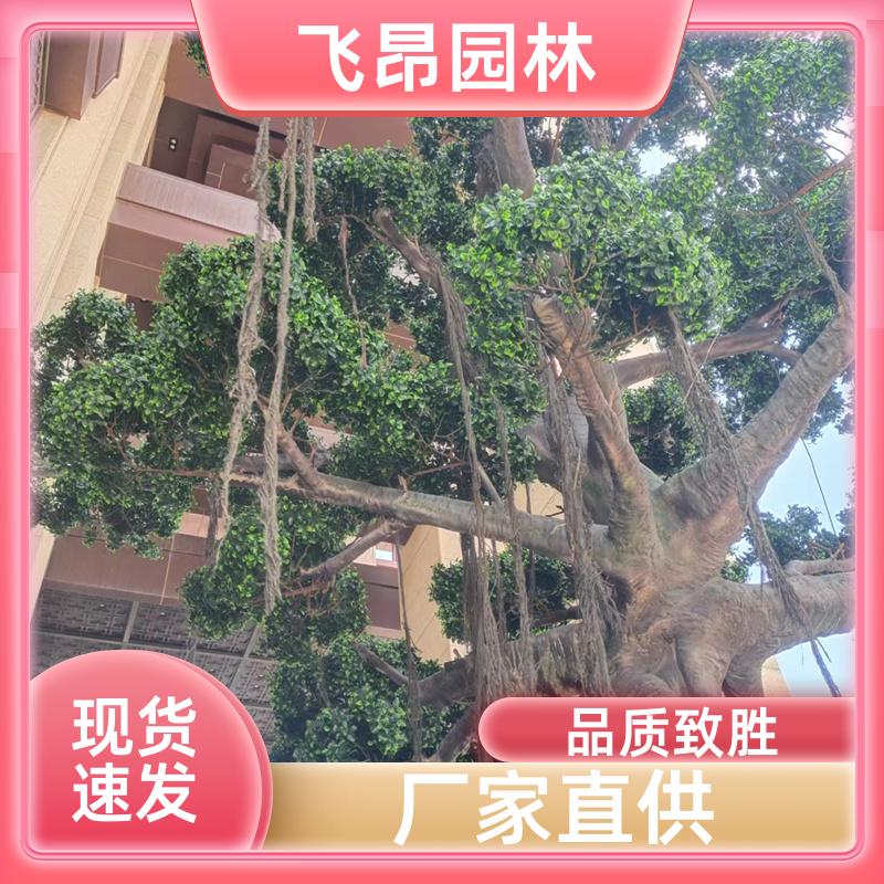 飞昂园林 纹理清晰 室外仿真树 可来图来样定制 装饰摆件
