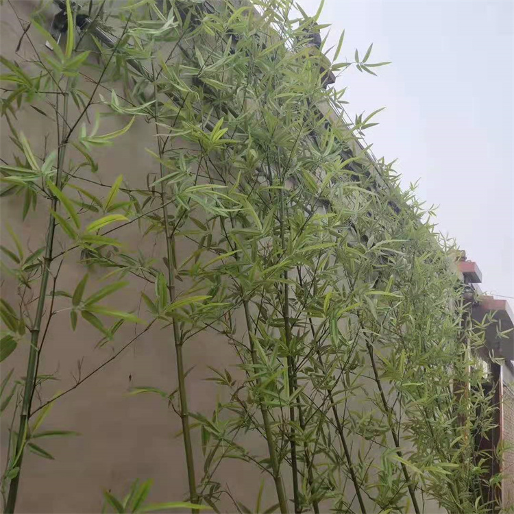 飞昂 仿真文竹 中式家居花艺软装绿植盆栽蕨类植物摄影道具植毛叶