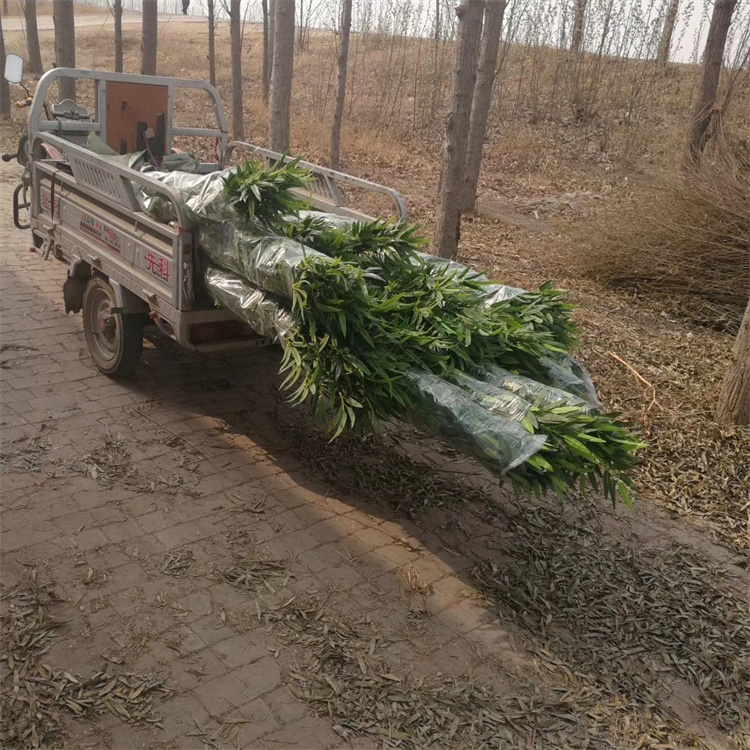 仿真植物竹子 室内外隔断假毛竹 庭院阳台造景仿真竹盆栽飞昂
