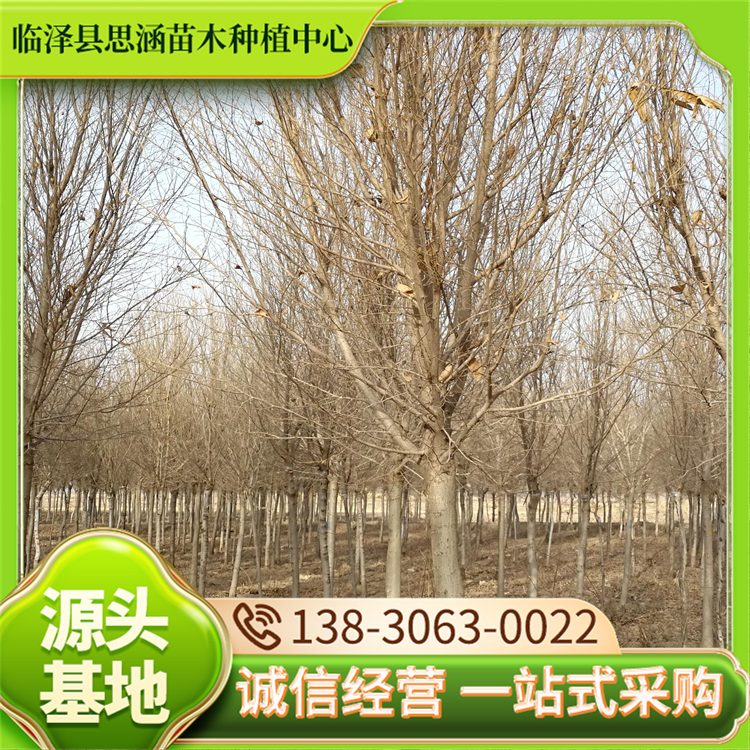 圆冠榆 庭院别墅种植庭荫树 基地出售工程苗木 思涵