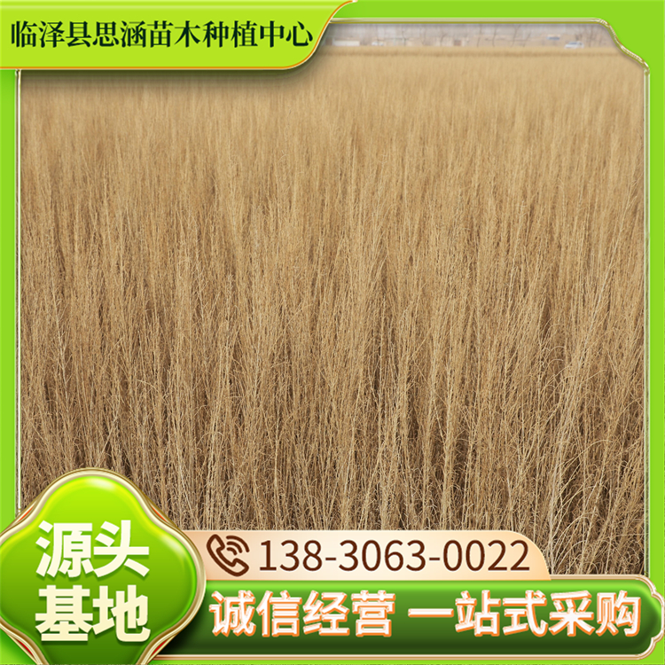 抗旱梭梭苗 沙漠绿化盐碱地治理树苗 基地供应 思涵