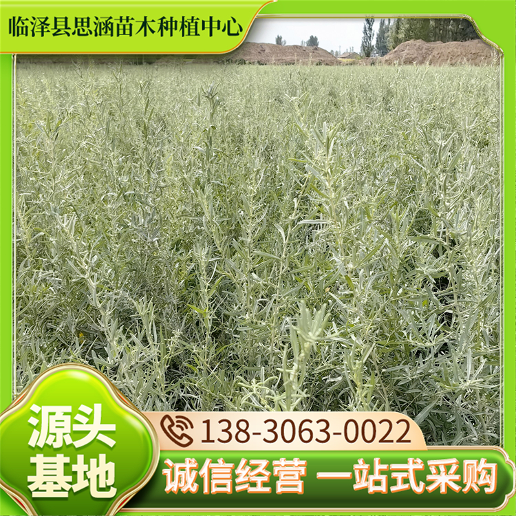 供应四翅滨藜 高度40-70公分耐盐碱 耐旱抗寒工程苗 思涵