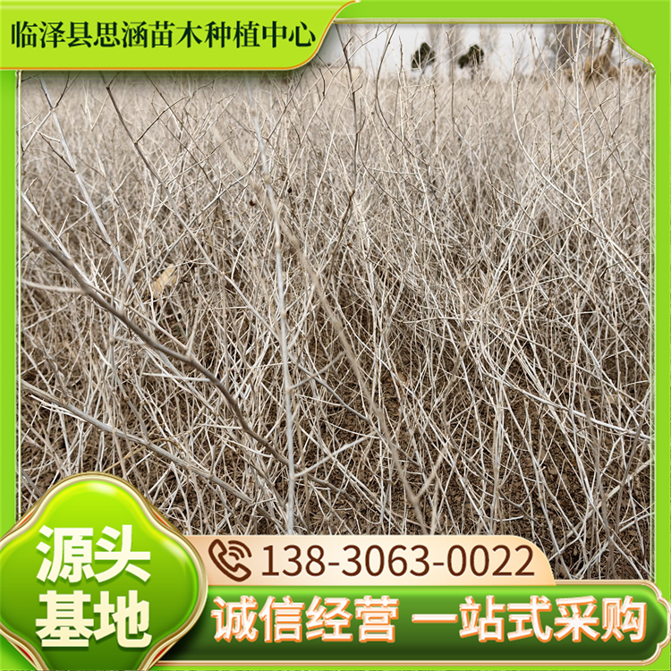 白刺苗批发 耐盐碱耐干旱 种类齐全 根系发达 生长稳定 思涵