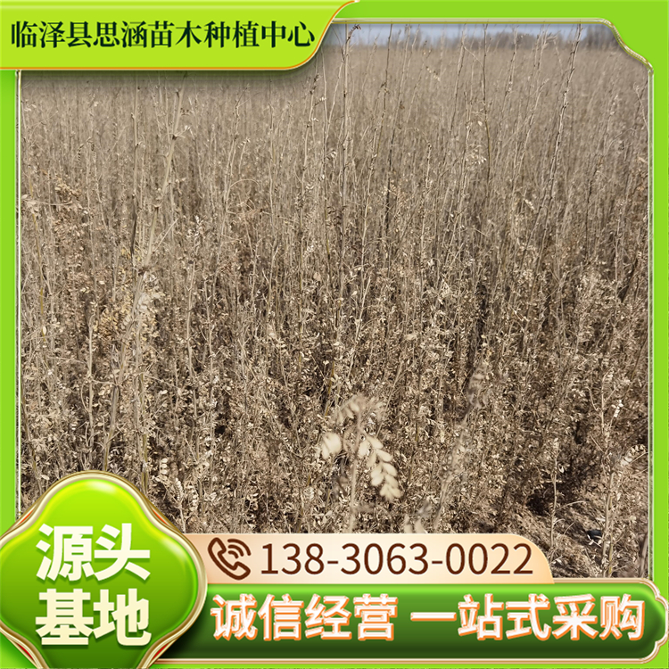 1年生柠条苗 沙漠绿化盐碱地治理树苗 高成活 免费指导种植