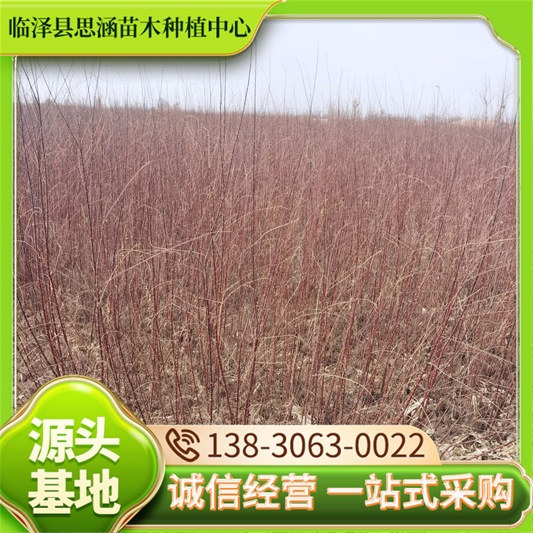 固沙红柳苗 园林绿化工程苗 品种齐全 技术支持 思涵
