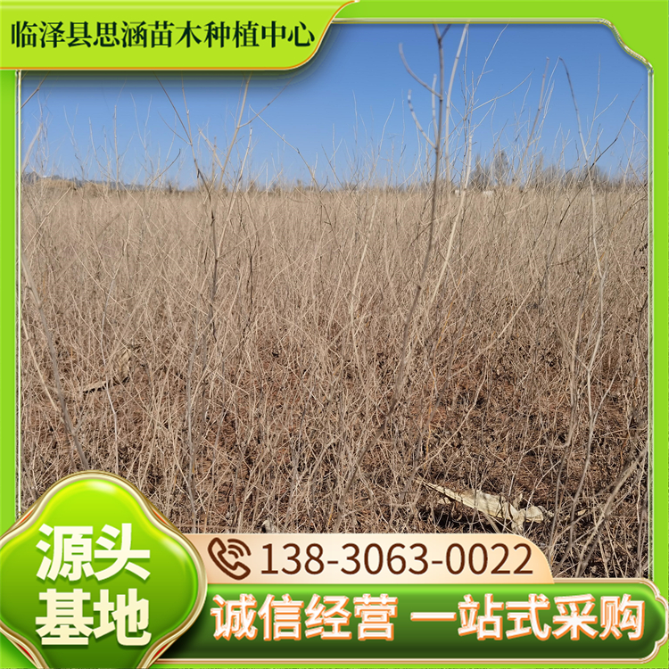 大量供应花棒 防护树种 专业苗木培育 荒山农田均可种植 思涵