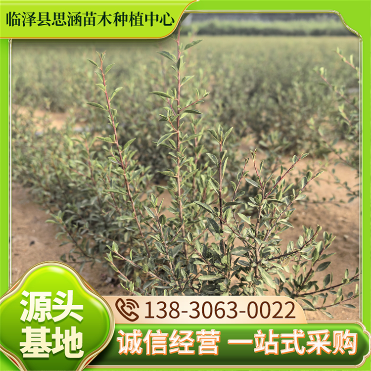 蒙古扁桃种植基地 蔷薇科李属落叶灌木 耐寒花色红艳