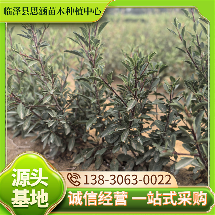 蒙古扁桃批发 绿化工程树苗 枝条开展 耐贫瘠 思涵