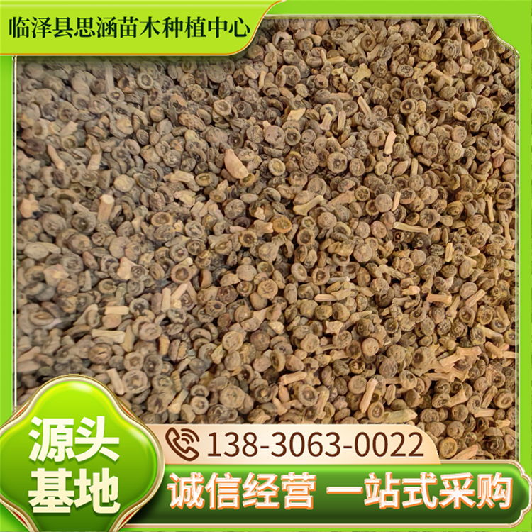 抗旱梭梭种子 园林景观市政绿化常用苗木 沙漠盐碱地带种植 思涵