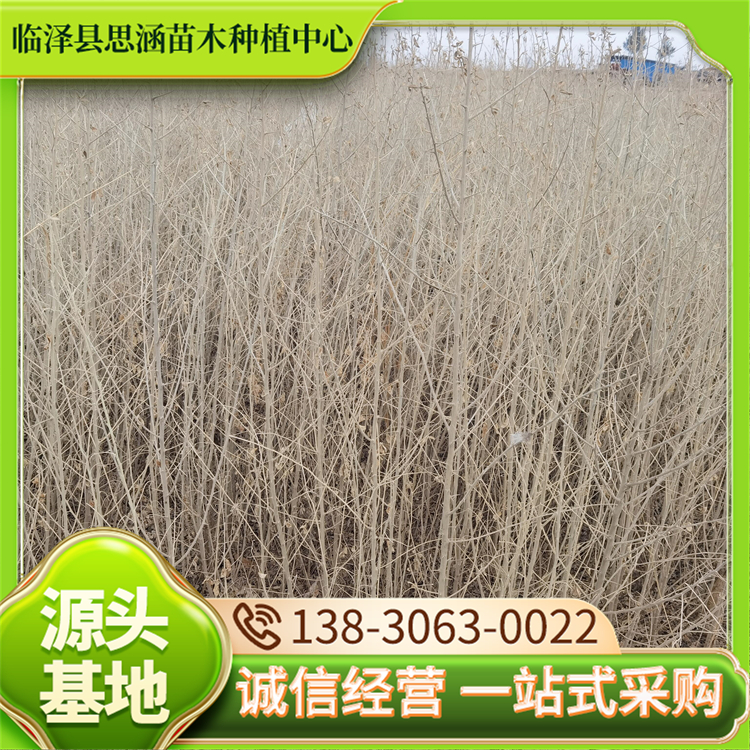 50公分沙枣苗 高度30-70公分一手货源 生长速度快 思涵
