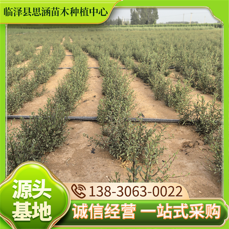 蒙古扁桃 护坡绿化工程苗 易栽培适应性强根系发达