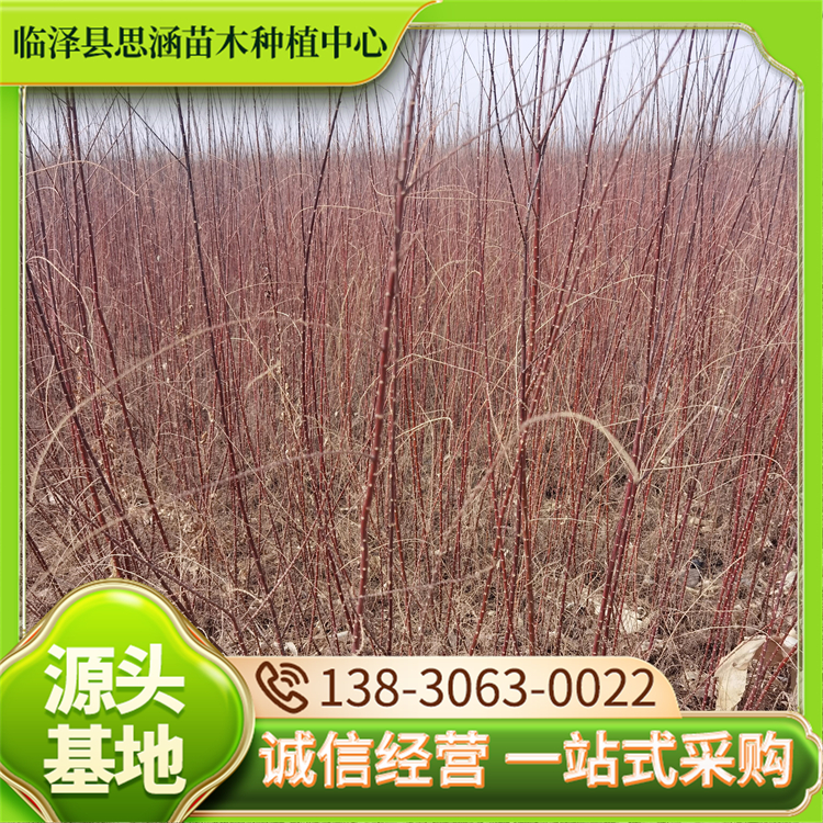 苗圃出售柽柳苗 改造盐碱地树种 生长迅速 易成活 思涵