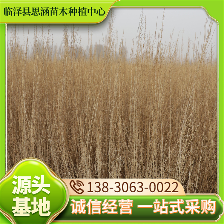 梭梭苗基地 护坡绿化苗木 耐盐碱易于繁殖嫁接 思涵