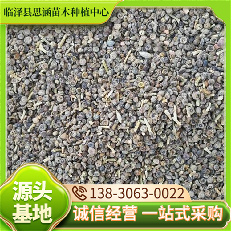 苗圃供应梭梭种子 高度30-70公分一手货源 发芽率高 思涵