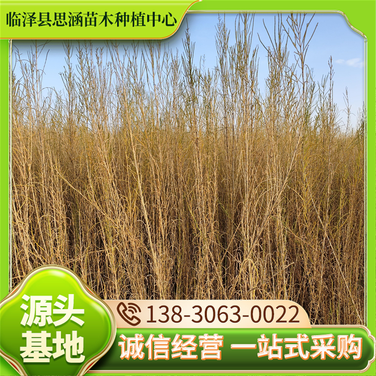 基地批发梭梭苗 造林防沙治沙植物 遏制土地沙化 思涵