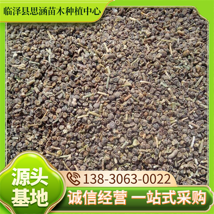 苗圃供应梭梭种子 园林造景工配植绿化苗木 生长速度快 思涵