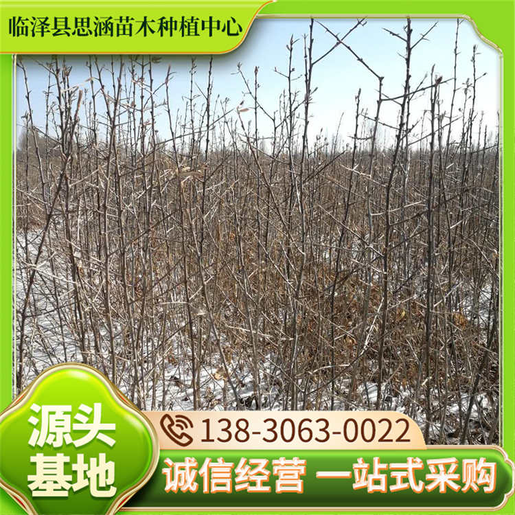 大果沙棘苗 沙漠植被恢复苗 水土保持苗 生命力顽强 思涵