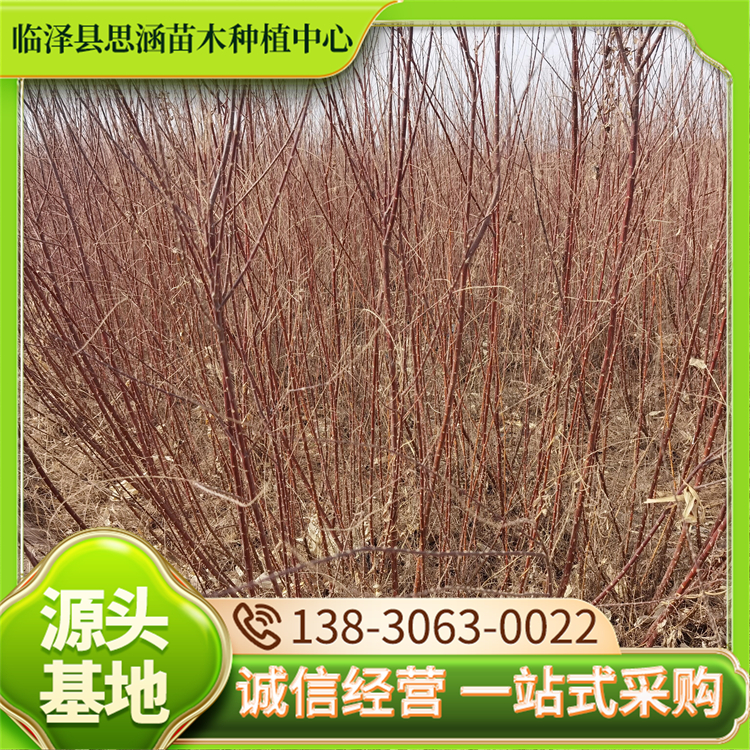 苗圃出售柽柳苗 改造盐碱地树种 生长稳定 繁殖能力强 思涵