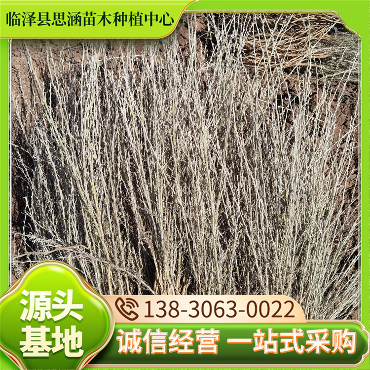 一年柠条苗批发 各类苗木种植基地 盐碱地治理树苗 高成活