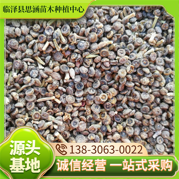 苗圃供应梭梭种子 护坡绿化工程常用树种 提供技术支持 思涵